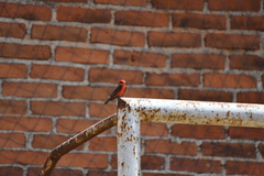 Pyrocephalus rubinus