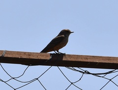 Pyrocephalus rubinus