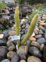 Cleistocactus samaipatanus
