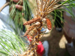 Pinus maximinoi