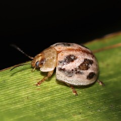 Paropsisterna semifumata