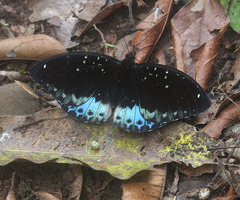 Lexias cyanipardus