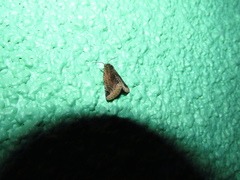 Plagiomimicus laverna