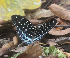 Lexias cyanipardus