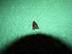 Plagiomimicus laverna