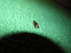 Plagiomimicus laverna