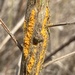 Coyote Brush Rust - Photo (c) shrike2, some rights reserved (CC BY-NC-SA), uploaded by shrike2