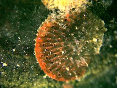 Watersipora subtorquata