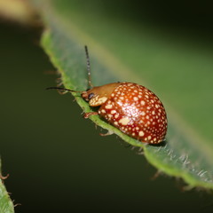 Paropsis ornata