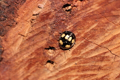 Paropsisterna sexpustulata