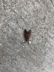 Phauda flammans