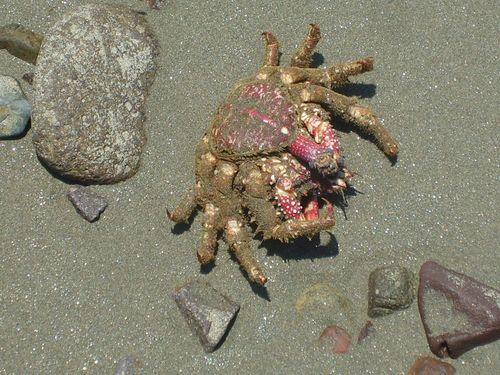 Amphithrax armatus