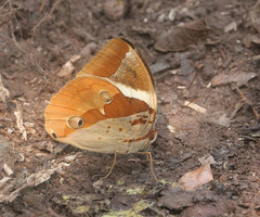 Thauria lathyi