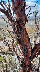 Polylepis tarapacana