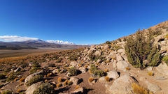 Polylepis tarapacana