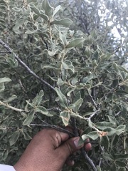 Quercus striatula