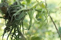 Tillandsia streptophylla