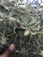 Quercus striatula