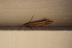 Psychoglypha bella