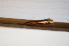 Psychoglypha bella