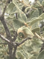 Quercus striatula