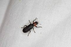 Placopterus thoracicus