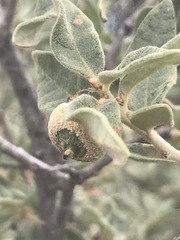 Quercus striatula