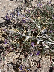Astragalus emoryanus emoryanus