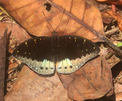 Lexias dirtea