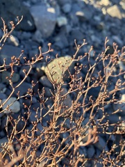 Eriogonum rotundifolium