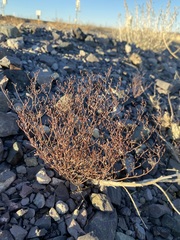 Eriogonum rotundifolium