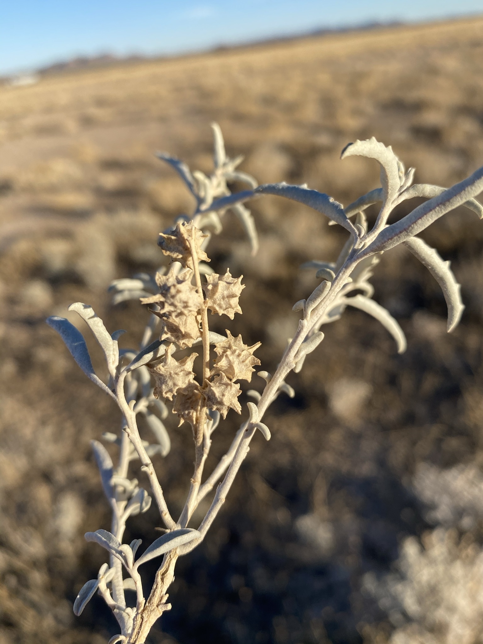 Atriplex acanthocarpa