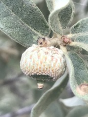 Quercus striatula