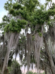 Tillandsia usneoides