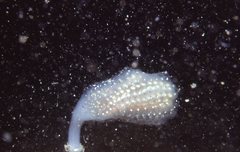 Sycozoa