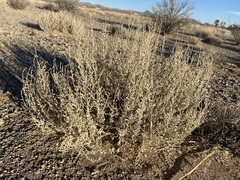 Atriplex obovata
