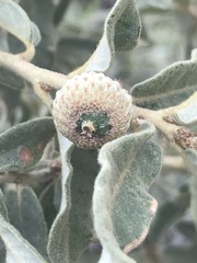 Quercus striatula