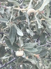Quercus striatula