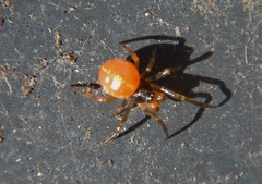 Crustulina sticta