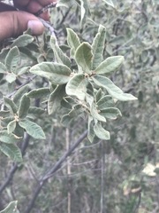 Quercus striatula
