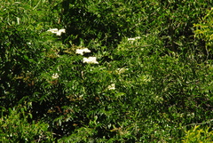 Sambucus australis