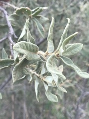 Quercus striatula