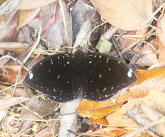 Lexias albopunctata albopunctata