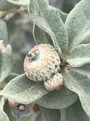Quercus striatula