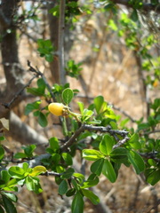 Condalia velutina