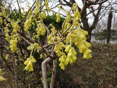 Corylopsis