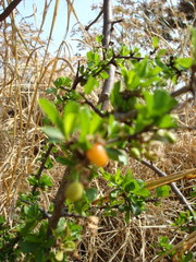Condalia velutina