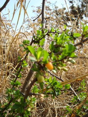 Condalia velutina