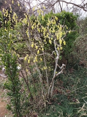 Corylopsis