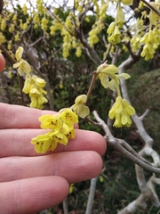 Corylopsis